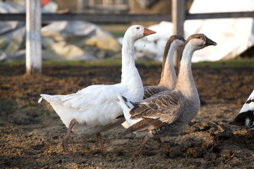 Geese ducks run across poultry yard