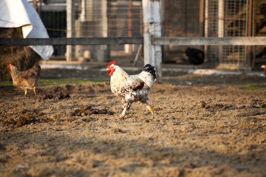 Lttlre rooster run across poulty yard