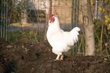 Portrait of mature rooster on the poultry yard