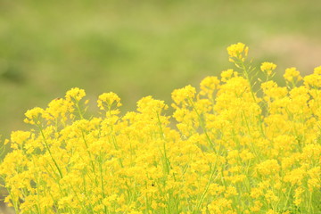 Obraz premium 菜の花畑