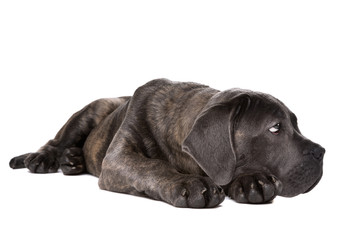 grey cane corso puppy dog