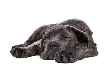 grey cane corso puppy dog - 73806815