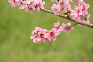 桃の花