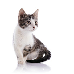 Striped with white a Small kitten.