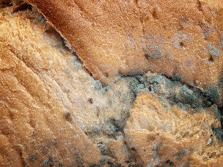 Mold