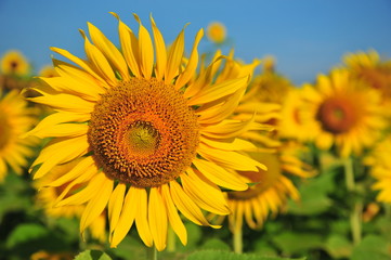 Sunflower Fields in Spring Season