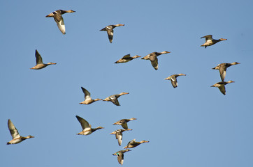 Assortment of Ducks Flying in a Blue Sky