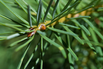 Nature’s Abstract – Pine Needles