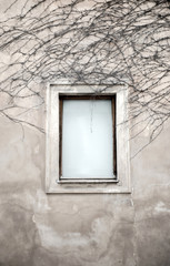 Fototapeta premium Windows and dried vine