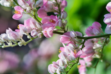 Obraz premium Pink and white flowers