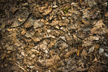 dry leaves for background