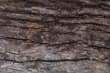 decay wood