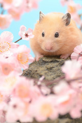桜の花とキンクマハムスター