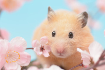 桜の花とキンクマハムスター