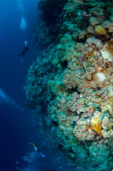 Naklejka na ściany i meble Divers are swimming in Banda, Indonesia underwater