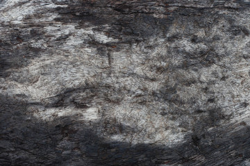 decay wood