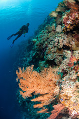Fototapeta na wymiar Diver, feather black coral in Banda, Indonesia underwater