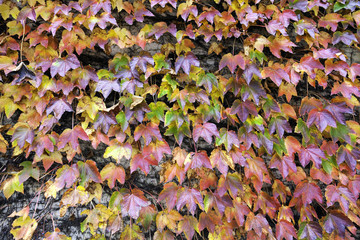 Texture of red fall leaves. Color image