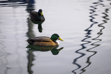 Group of ducks in the lake Maggiore waters. Color image