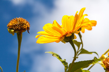 Mexican Sunflower