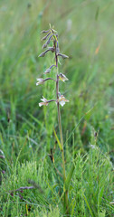 Marsh Helleborine, Epipactis palustris blooming
