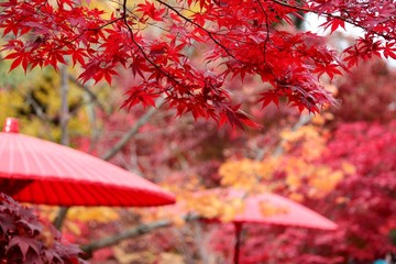 赤い傘と紅葉