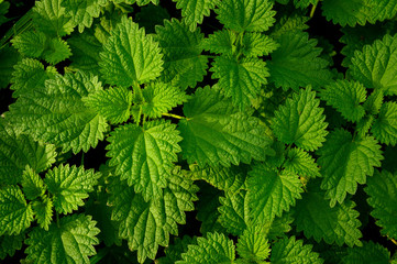 Fresh stinging nettles growing in a field.