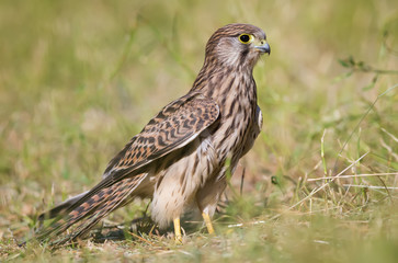 Kestrel
