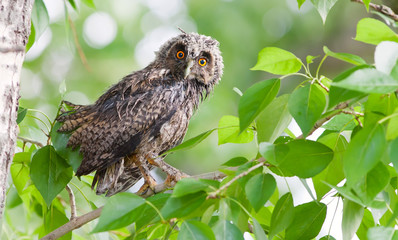 Long-eared Owlet