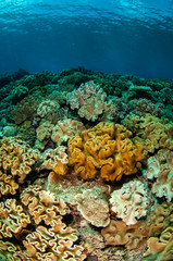 Mushroom leather corals in Banda, Indonesia underwater