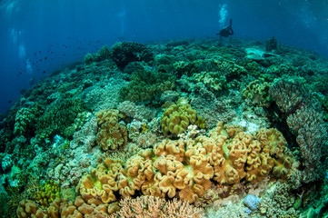 Naklejka na ściany i meble Divers, mushroom leather coral in Banda, Indonesia underwater