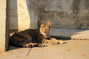 wild cat lie down on  footpath and looking to the target
