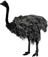 single ostrich isolated on white background