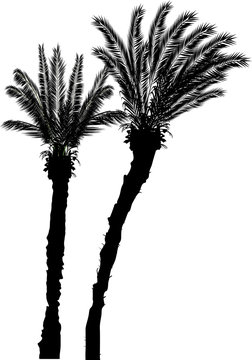 two black high palm trees isolated on white