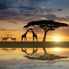 Fototapeta na wymiar Giraffes with Kudu at sunset
