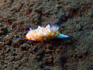 True sea slug, Island Bali, Tulamben