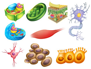 Different biology cells