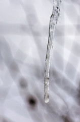 Naklejka na ściany i meble Water icicle dropping during the cold and gray winter
