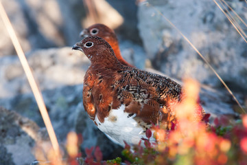 Moorschneehuhn