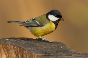 Fototapeta premium Kohlmeise