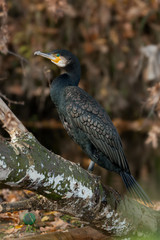 Kormoran