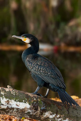 Kormoran