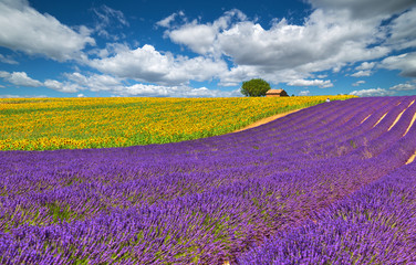 Valensole.