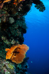 Fototapeta premium Sea fan Melithaea in Banda, Indonesia underwater