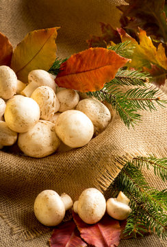 Champignon with autumn leaves and spruce branches