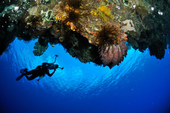 Diver, barrel sponge Xestospongia in Banda, Indonesia underwater