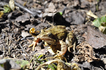 Green toad Bufo viridis