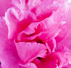 Flower of a pink azalea close up, macro