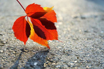 Beautiful autumn leaf on road