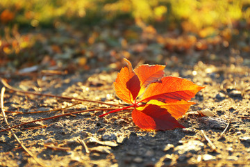 Beautiful autumn leaf on road